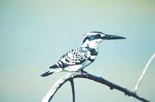 金門縣政府全球資訊網-國家公園啟動守護珍貴「翡翠」鳥類調查