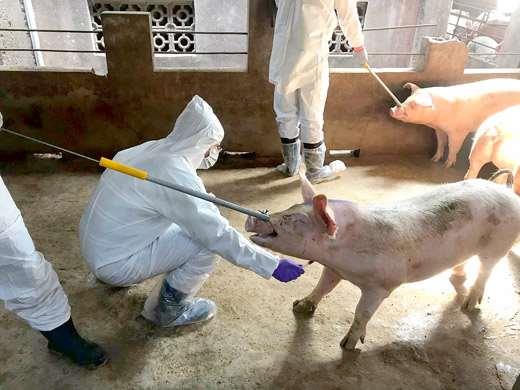 烈嶼鄉非洲豬瘟警報解除，全鄉8家養豬場豬隻採血送檢，確認均未檢出非洲豬瘟。（金門縣防疫所提供）