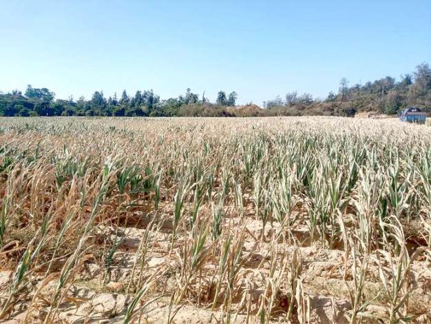 乾旱造成金門高粱農損，產量銳減。（建設處提供）