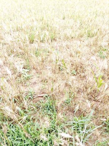 金門旱象持續未解，原應收穫滿滿的小麥也因麥穗多屬於無結穗的「空包彈」，而使農友災損嚴重。（縣府提供）
