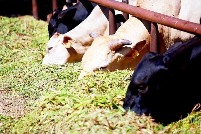 縣府轉知農委會公告，金門牛肉銷台自3/9解禁。
（縣府建設處提供）