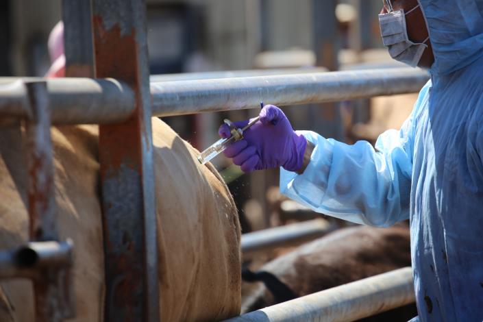 109年8月4日止全縣完成472場計6,342頭牛隻疫苗注射，快速穩定控制疫情
