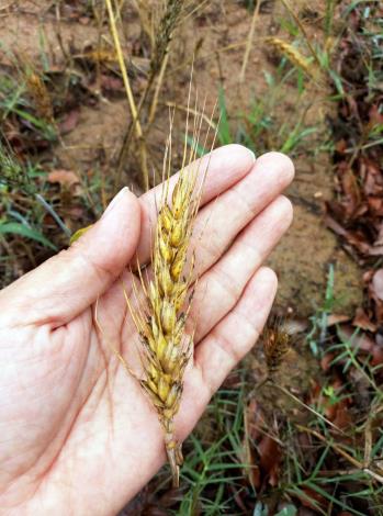 1100519 農委會針對地區3-4月高溫乾旱，公告本縣小麥為農業天然災害救助地區