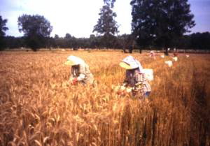 農試所-小麥品種選拔照片