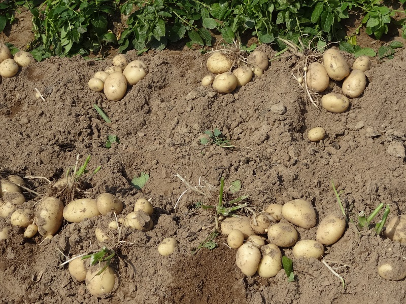 農試所-種薯