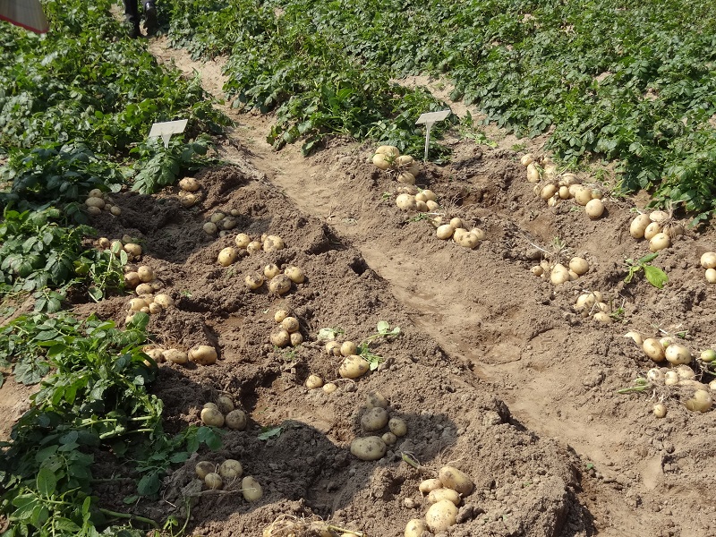 農試所-種薯
