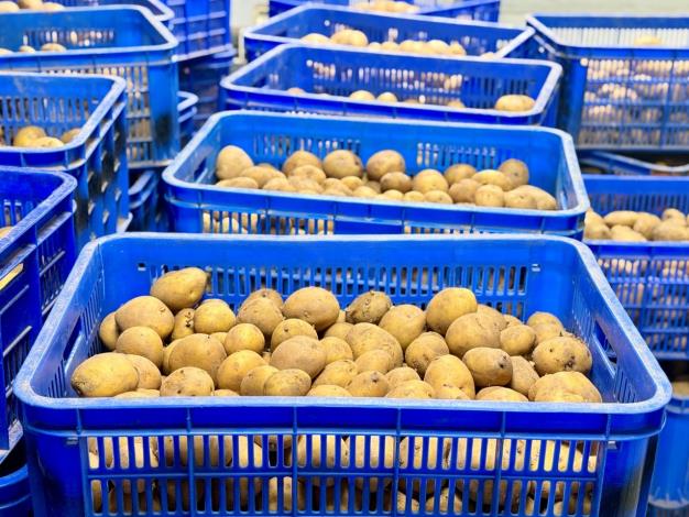 價售金門縣農會台農1號馬鈴薯