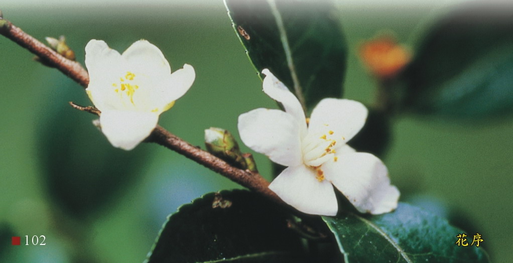 油茶-花序