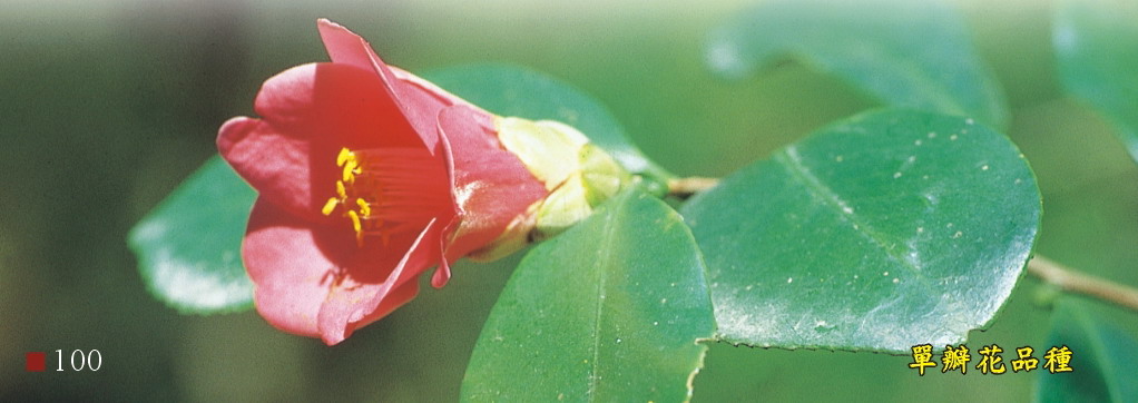 山茶-單瓣花品種