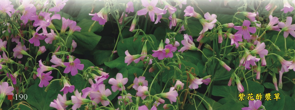 紫花酢漿草