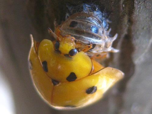 十斑大瓢蟲-脫離蛹而誕生