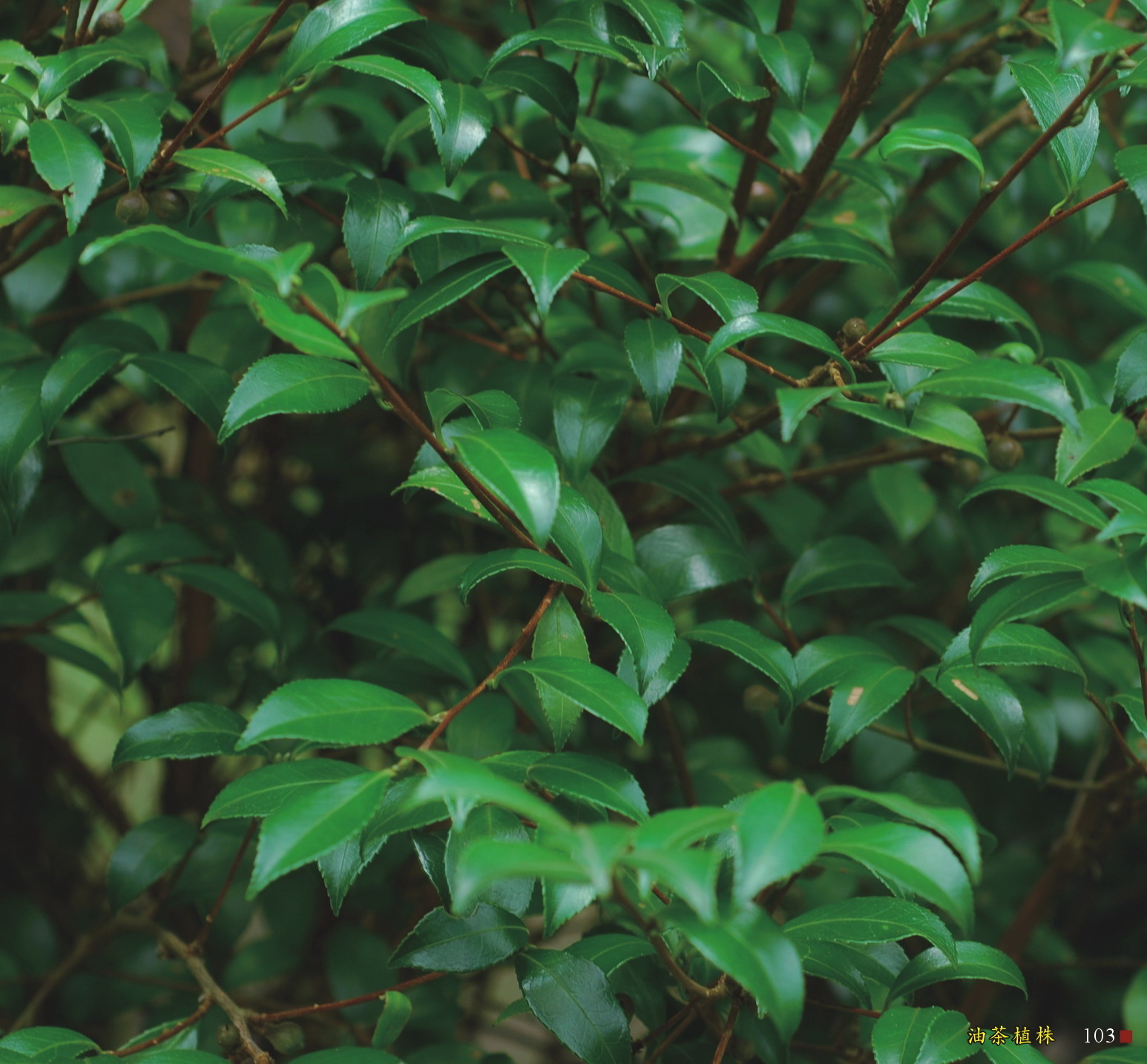 油茶植株