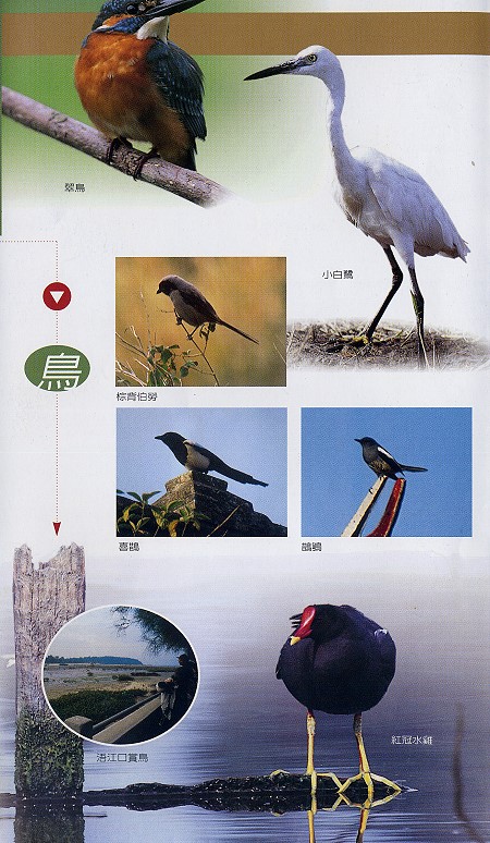 林務所-鳥照片