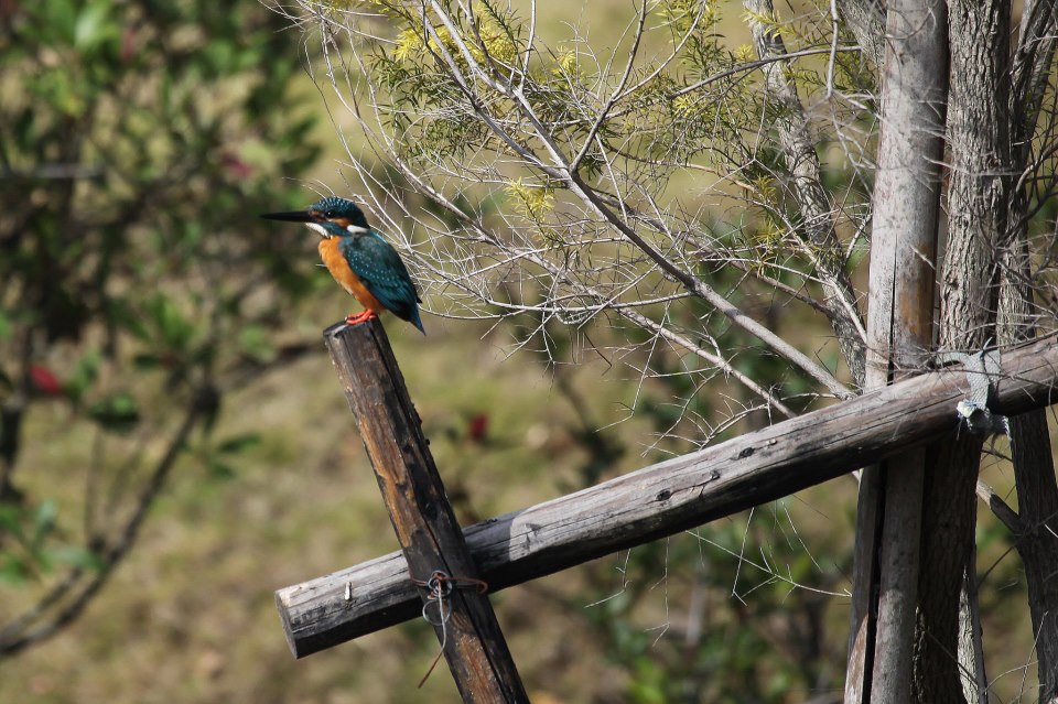 翠鳥在金門是普遍的留鳥，屬佛法僧目翠鳥科鳥種，俗稱魚狗、釣頭翁