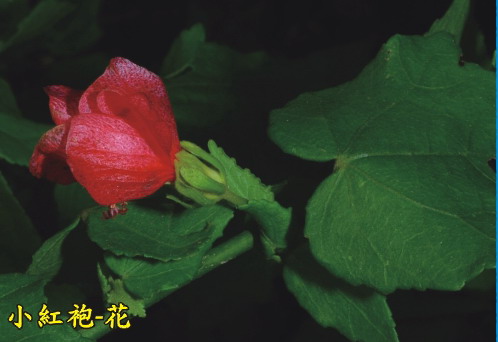 小紅袍-花