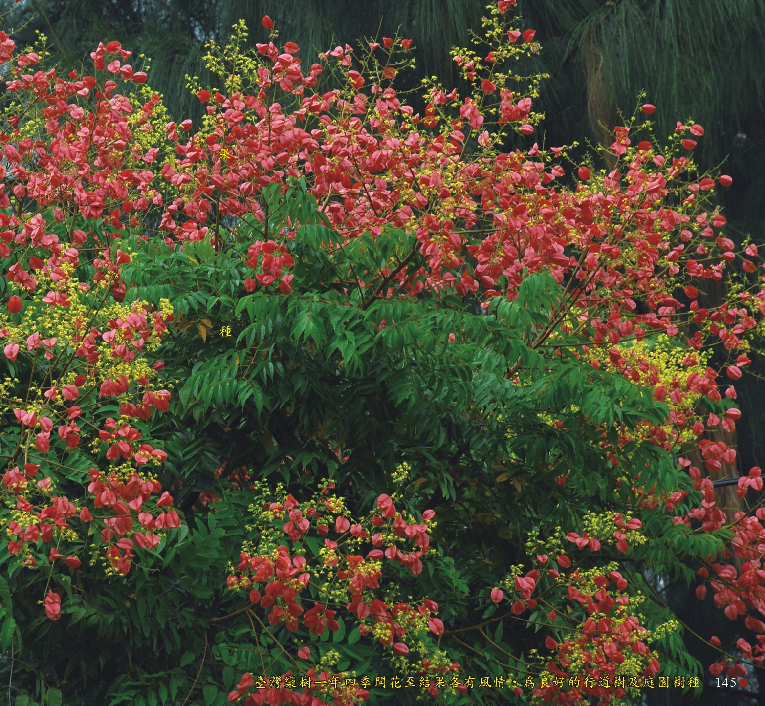 臺灣欒樹一年四季開花至結果各有風情，為良好的行道樹及庭園樹種