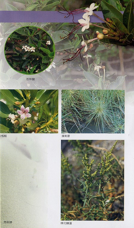 林務所-伴生植物照片