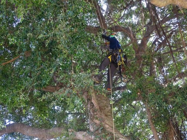 0729-專業攀樹團隊守護地區老樹健康