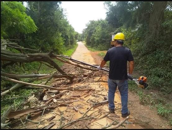 0824-白鹿颱風來襲，林務所派員除危木