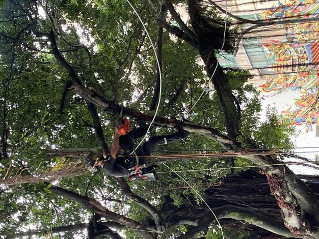 0607-0616-金城鎮民權路受保護樹木修剪