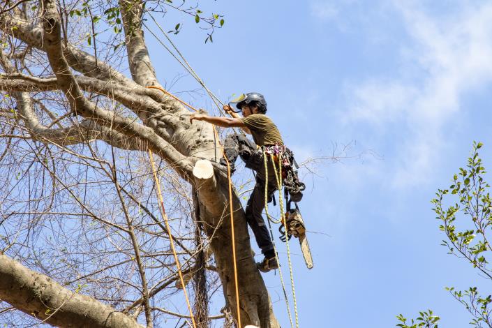 1111008 受保護樹木罹褐根病以攀樹方式進行修剪移除.JPG