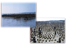 牡蠣養殖之照片-平掛式養殖