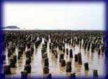 牡蠣養殖之照片-傳統石條式養殖