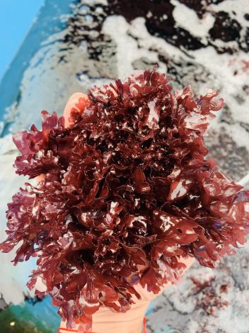 109 04 15「海木耳」為海洋中的一種藻類，外型叢生花瓣狀，像一朵牡丹花