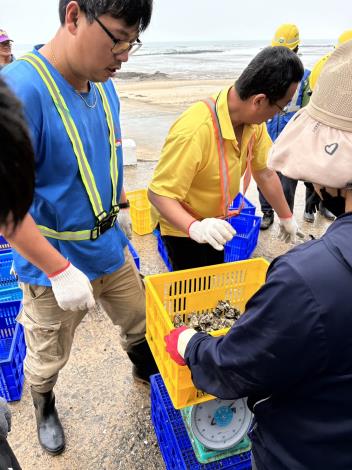 千人剝蚵體驗活動之帶殻牡蠣之收購-北山收蚵、秤重_0