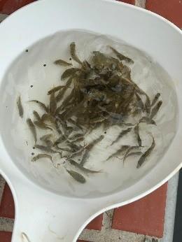 「2025烈嶼鄉生命教育暨海洋生態復育魚苗放流活動」-01