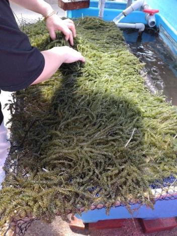 圖片1-114年9月22日開始接受「海葡萄」訂購