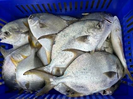 1141022-紅衫魚養殖試驗-2