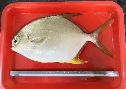 1141022-紅衫魚養殖試驗-1