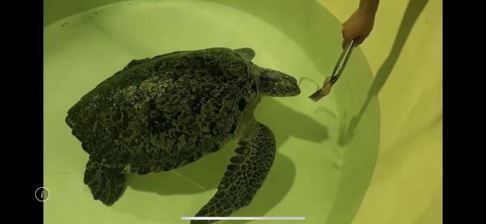 綠蠵龜蓄養餵食照片