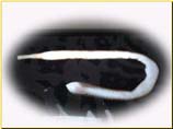 水產試驗所-裸體方格星蟲之照片