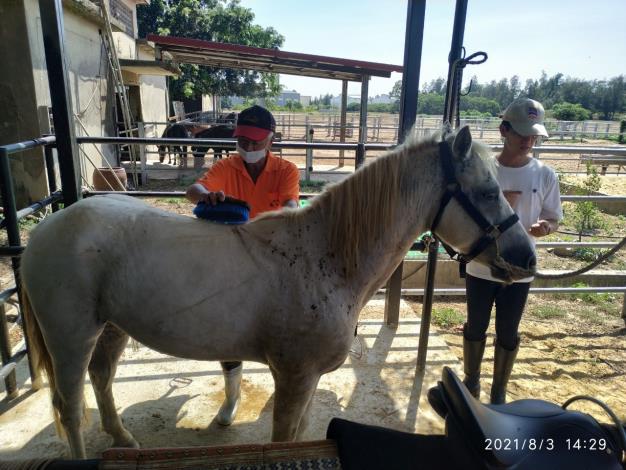 1100803馬術訓練004介紹清潔馬匹的重要性