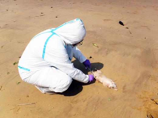 金門縣烈嶼鄉岸際12日發現一頭感染非洲豬瘟之死亡豬隻漂流上岸
