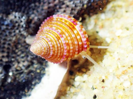 金門國家公園管理處昨日舉辦烈嶼發現世界新物種「金門鐘螺」記者會，海洋生物中第一個以金門為名的「金門鐘螺」新物種，顏色鮮豔美麗。
