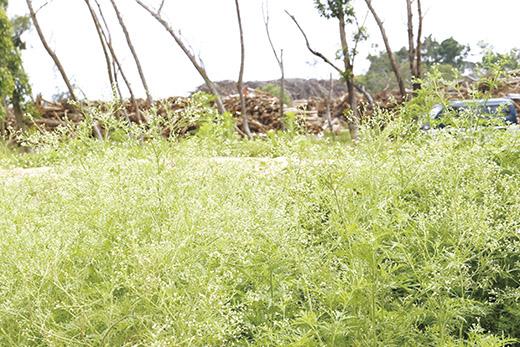 銀膠菊是最具全球代表性強勢入侵的外來種植物之一，金門地區最常見於荒農地、草生地等處蔓生，對於此害草的移除，縣府鼓勵社區動員參與。（縣府建設處提供）