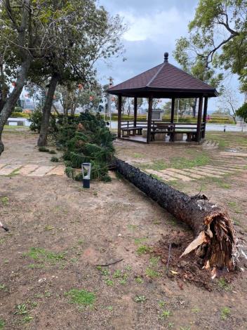 1110211天后宮風倒木切割清除，維護公園環境