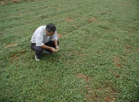 Manual Cultivation Promotion of Native Glycine Tomentella Hayata