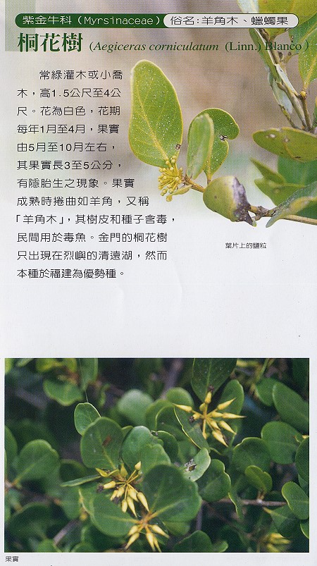 Aegiceras corniculatum (Linn.) Blamco