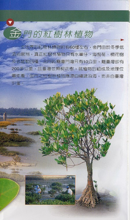 Mangrove Plants in Kinmen