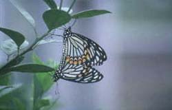 Butterflies in Kinmen