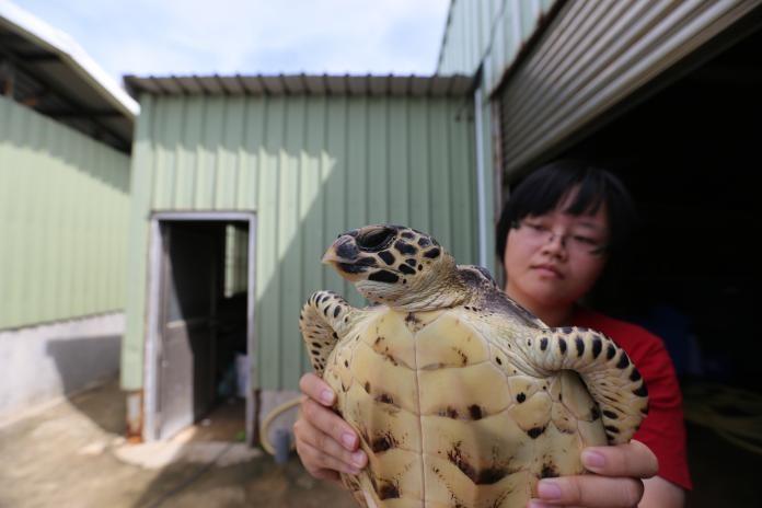 1080711地區民眾誤捕保育類動物玳瑁