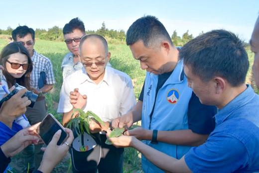 1080805秋行軍蟲肆虐地區高粱田